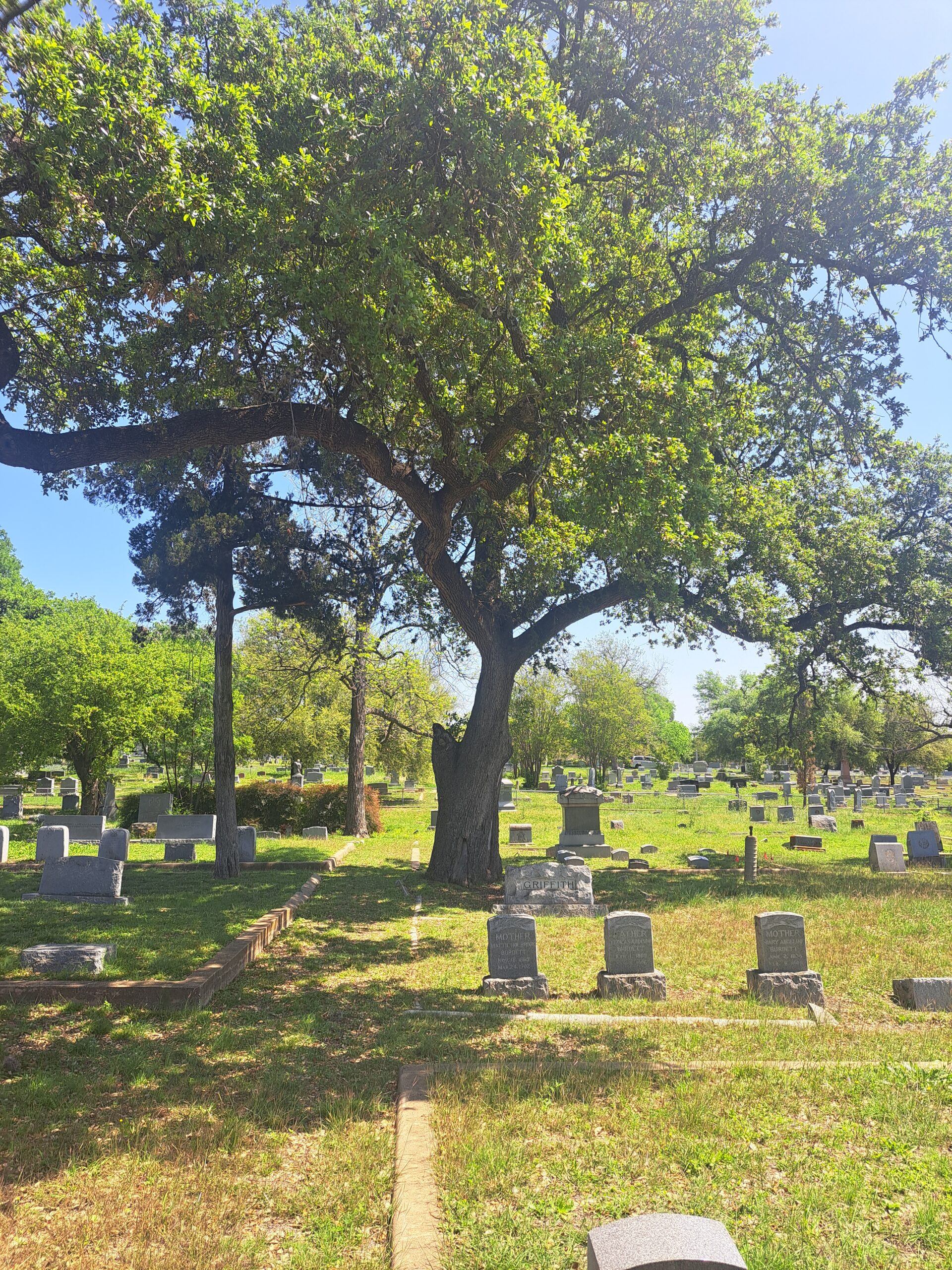 treeCementery